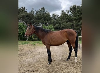 Polnisches Sportpferd, Hengst, 6 Jahre, 160 cm, Brauner