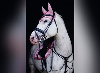 Polnisches Sportpferd, Hengst, 6 Jahre, 166 cm, Tigerschecke