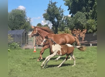 Polnisches Sportpferd, Hengst, Fohlen (05/2026), 165 cm, Schecke