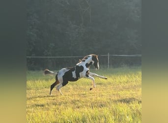 Polnisches Sportpferd, Hengst, Fohlen (05/2026), 165 cm, Schecke