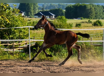 Polnisches Sportpferd, Hengst, Fohlen (04/2026), 170 cm, Brauner