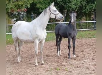 Polnisches Sportpferd, Hengst, Fohlen (05/2025), 170 cm, Rappschimmel