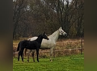 Polnisches Sportpferd, Hengst, Fohlen (05/2025), 170 cm, Rappschimmel
