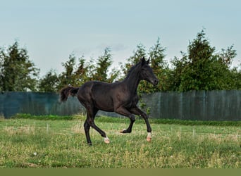 Polnisches Sportpferd, Hengst, Fohlen (06/2025), Rappe