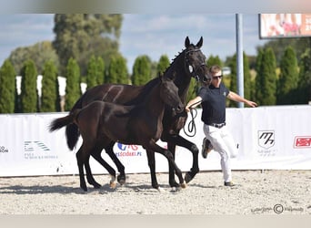 Polnisches Sportpferd, Hengst, Fohlen (06/2025), Rappe