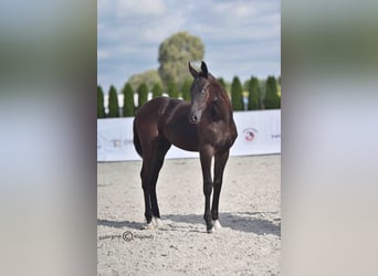 Polnisches Sportpferd, Hengst, Fohlen (06/2025), Rappe