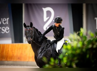 Polnisches Sportpferd, Hengst, 5 Jahre, 173 cm, Schwarzbrauner