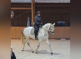 Polnisches Sportpferd, Stute, 10 Jahre, 162 cm, Schimmel