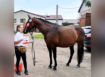 Polnisches Sportpferd, Stute, 10 Jahre, 163 cm, Brauner