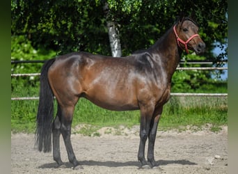 Polnisches Sportpferd, Stute, 10 Jahre, 163 cm, Brauner