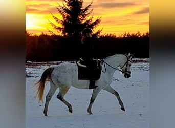 Polnisches Sportpferd, Stute, 10 Jahre, 163 cm