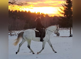 Polnisches Sportpferd, Stute, 10 Jahre, 163 cm, Schimmel