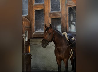 Polnisches Sportpferd, Stute, 10 Jahre, 167 cm, Brauner