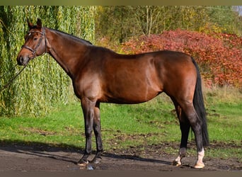 Polnisches Sportpferd, Stute, 10 Jahre, 167 cm, Brauner