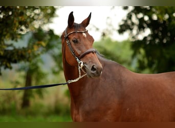 Polnisches Sportpferd, Stute, 10 Jahre, 170 cm, Brauner