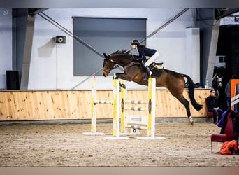 Polnisches Sportpferd, Stute, 10 Jahre, 170 cm, Brauner
