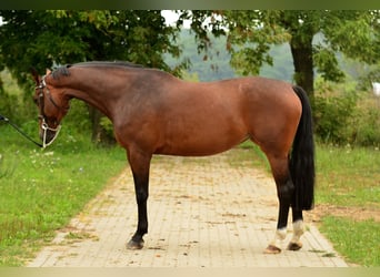 Polnisches Sportpferd, Stute, 10 Jahre, 170 cm, Brauner