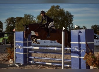 Polnisches Sportpferd, Stute, 10 Jahre, 170 cm, Brauner