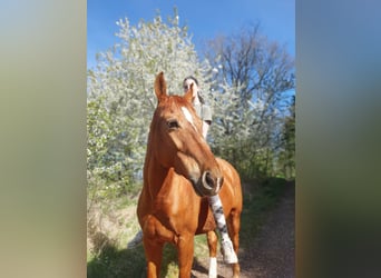 Polnisches Sportpferd, Stute, 11 Jahre, 157 cm, Fuchs