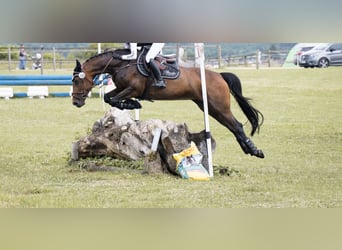 Polnisches Sportpferd, Stute, 11 Jahre, 164 cm, Brauner