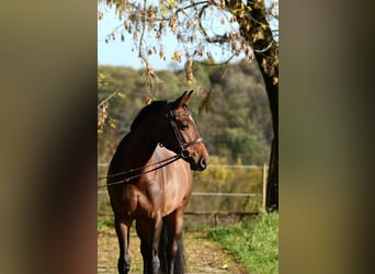 Polnisches Sportpferd, Stute, 11 Jahre, 167 cm, Brauner