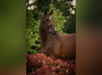 Polnisches Sportpferd, Stute, 11 Jahre, 168 cm, Rotbrauner