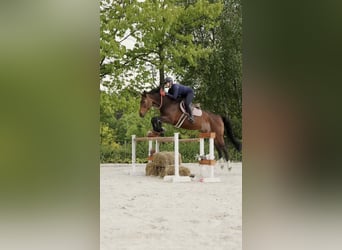 Polnisches Sportpferd, Stute, 11 Jahre, 170 cm, Brauner