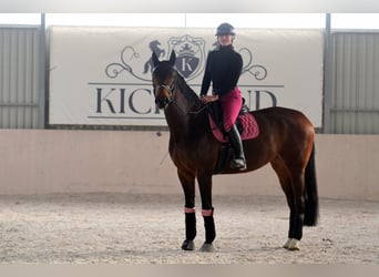 Polnisches Sportpferd, Stute, 11 Jahre, 170 cm, Brauner