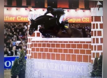 Polnisches Sportpferd, Stute, 12 Jahre, 168 cm, Dunkelbrauner