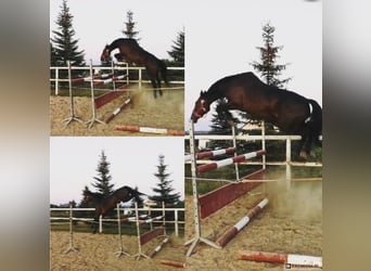 Polnisches Sportpferd, Stute, 12 Jahre, 168 cm, Dunkelbrauner