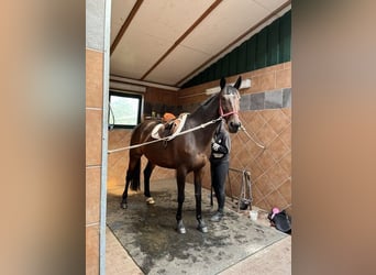 Polnisches Sportpferd, Stute, 12 Jahre, 168 cm, Dunkelbrauner