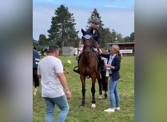 Polnisches Sportpferd, Stute, 13 Jahre, 165 cm, Brauner
