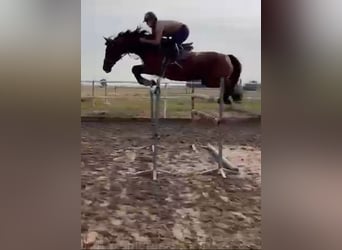 Polnisches Sportpferd, Stute, 13 Jahre, 165 cm, Brauner