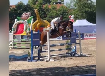 Polnisches Sportpferd, Stute, 13 Jahre, 165 cm, Brauner