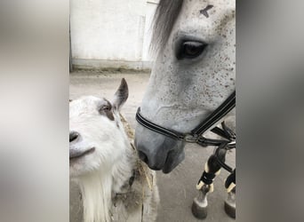 Polnisches Sportpferd, Stute, 13 Jahre, 166 cm, Fliegenschimmel