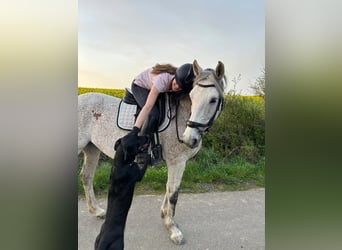 Polnisches Sportpferd, Stute, 13 Jahre, 166 cm, Fliegenschimmel