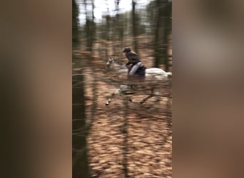 Polnisches Sportpferd, Stute, 13 Jahre, 166 cm, Fliegenschimmel