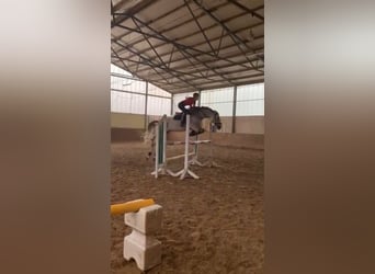 Polnisches Sportpferd, Stute, 13 Jahre, 166 cm, Fliegenschimmel