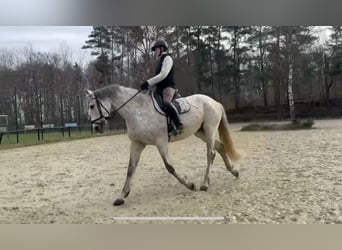 Polnisches Sportpferd, Stute, 13 Jahre, 166 cm, Fliegenschimmel