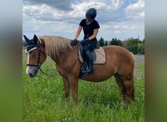 Polnisches Sportpferd, Stute, 13 Jahre, 170 cm, Brauner