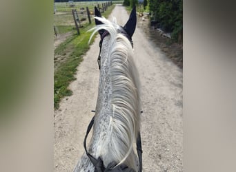 Polnisches Sportpferd, Stute, 15 Jahre, 150 cm, Fliegenschimmel