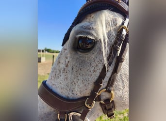 Polnisches Sportpferd, Stute, 15 Jahre, 150 cm, Fliegenschimmel