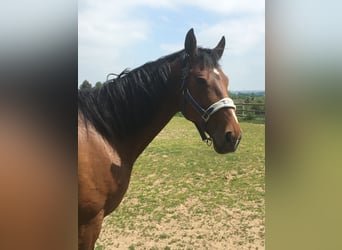 Polnisches Sportpferd, Stute, 15 Jahre, 170 cm, Brauner