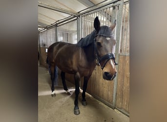 Polnisches Sportpferd, Stute, 15 Jahre, 170 cm, Brauner