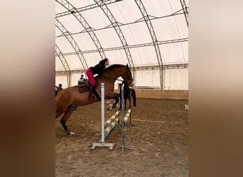 Polnisches Sportpferd, Stute, 15 Jahre, 170 cm, Rotbrauner