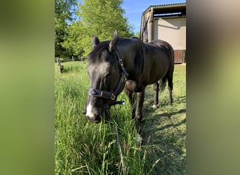 Polnisches Sportpferd Mix, Stute, 17 Jahre, 169 cm, Rappe