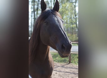 Polnisches Sportpferd, Stute, 18 Jahre, 153 cm, Schwarzbrauner