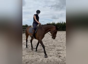 Polnisches Sportpferd, Stute, 18 Jahre, 162 cm, Brauner