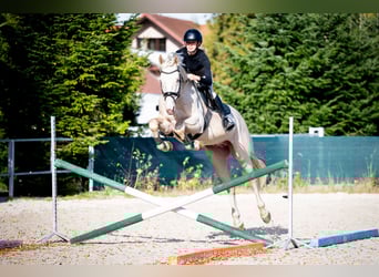 Polnisches Sportpferd, Stute, 1 Jahr, 165 cm, Cremello