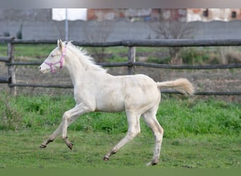 Polnisches Sportpferd, Stute, 1 Jahr, 166 cm, Cremello